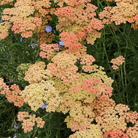 Achillea m. 'Salmon Beauty' (yarrow)