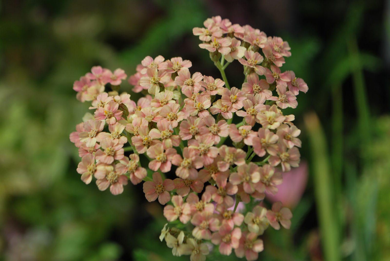 Dried Pink Yarrow Flowers - E's Florals