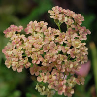 Achillea m. 'Salmon Beauty' (yarrow)