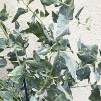 Atriplex lentiformis, Big saltbush Leaves