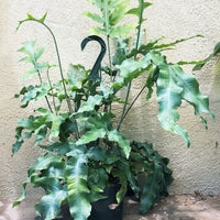Polypodium aureum (blue star fern)