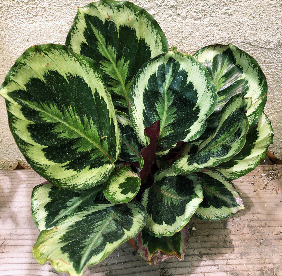Calathea roseopicta (Medallion)