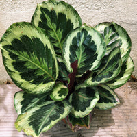 Calathea roseopicta (Medallion)