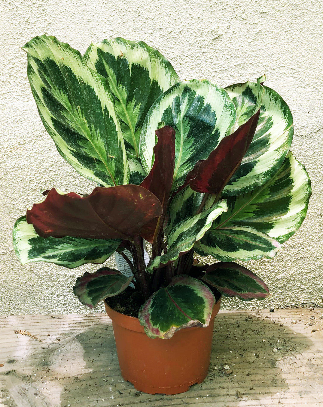 Calathea roseopicta (Medallion)