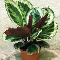 Calathea roseopicta (Medallion)