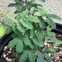 Calliandra eriophylla
