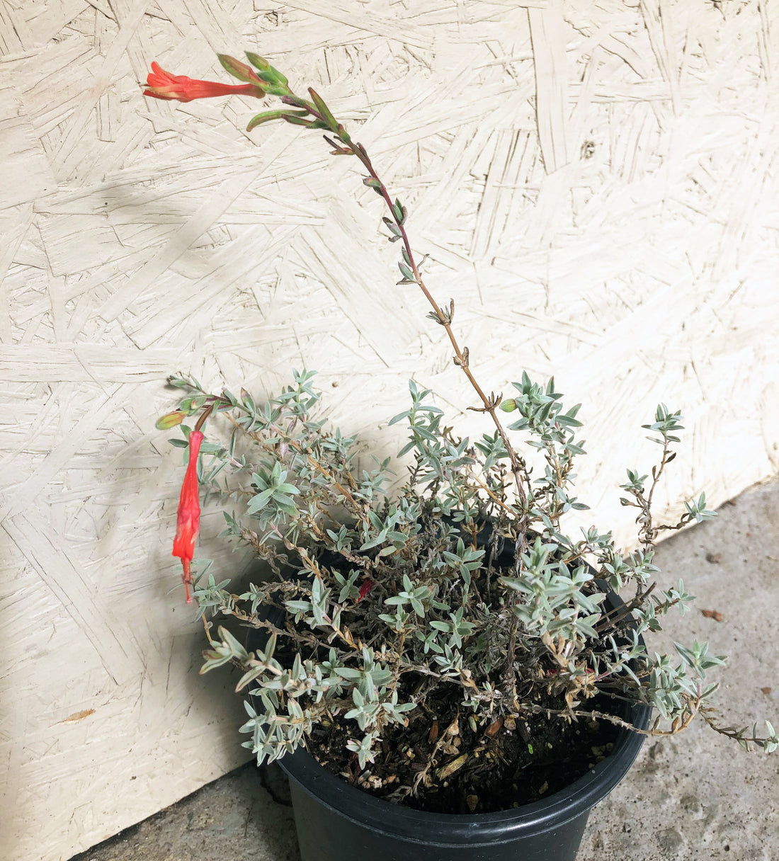 Epilobium canum 'Catalina'
