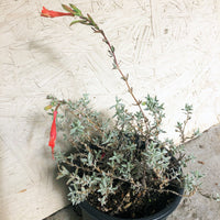 Epilobium canum 'Catalina'