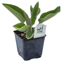 Organic Comfrey