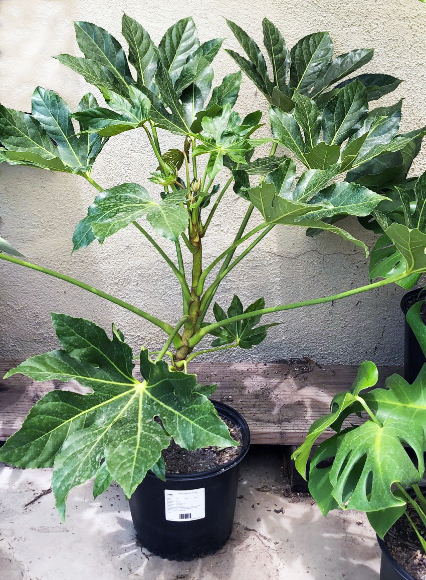 japonica indoor plant Fatsia japonica – Plant Material