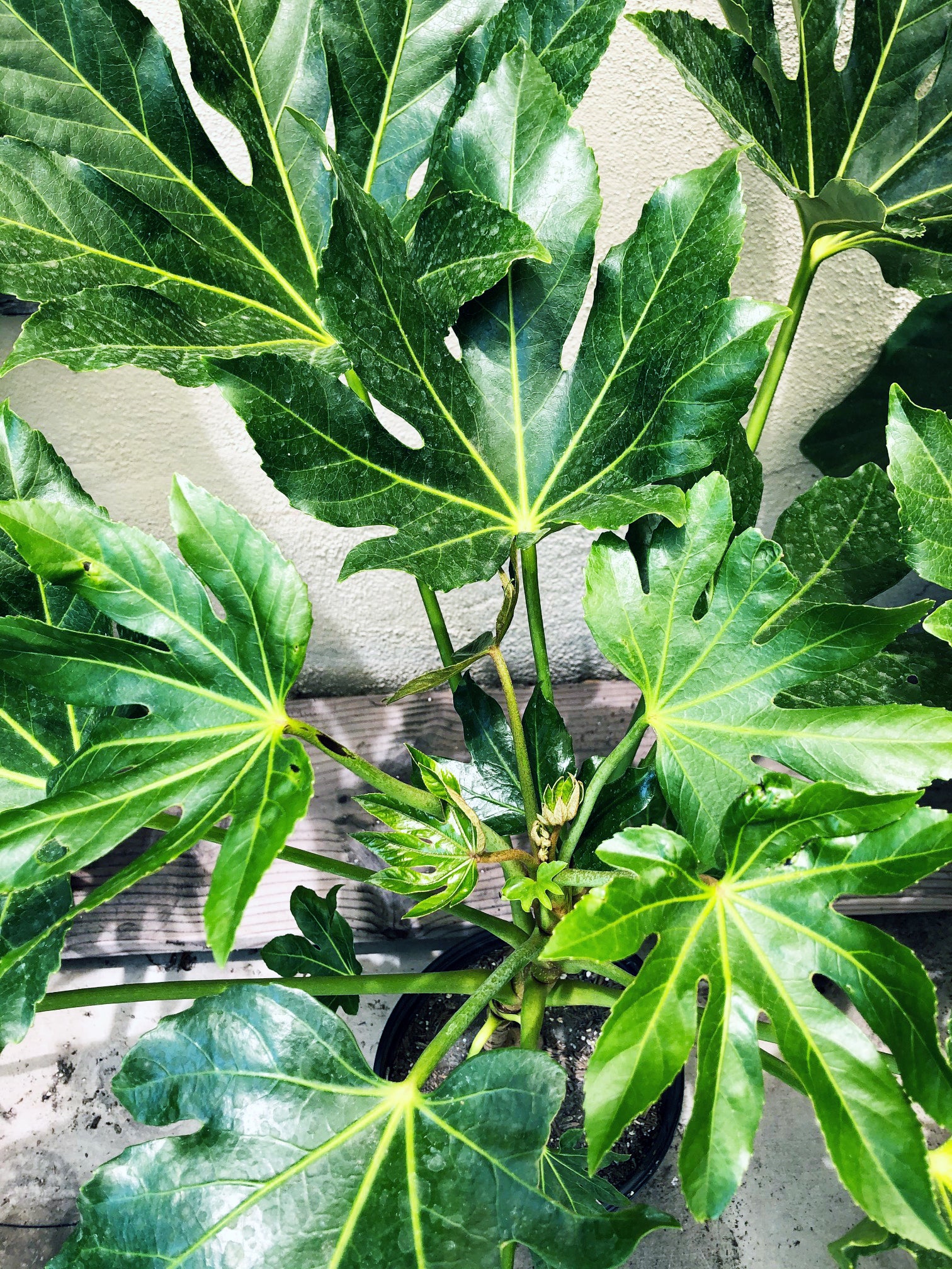 image.title Fatsia japonica image.title Fatsia japonica