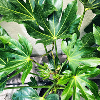 Fatsia japonica