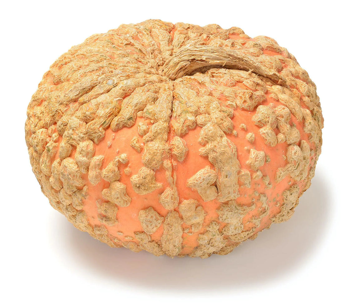 Organic Galeux d'Eysines Squash - Cucurbita maxima Seeds