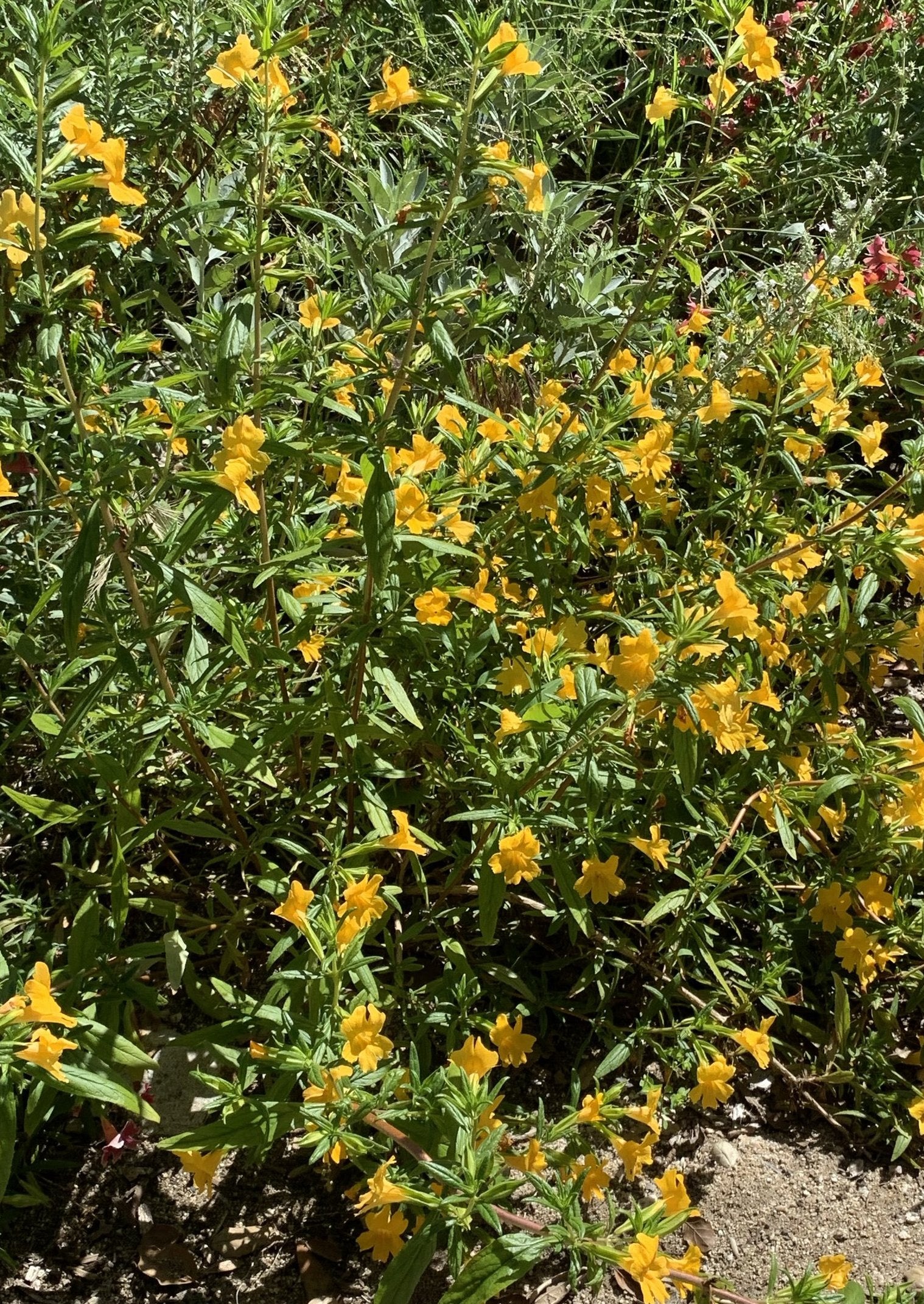 Mimulus longiflorus / Diplacus longiflorus (sticky monkeyflower