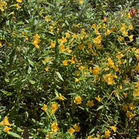 Mimulus longiflorus / Diplacus longiflorus (sticky monkeyflower)