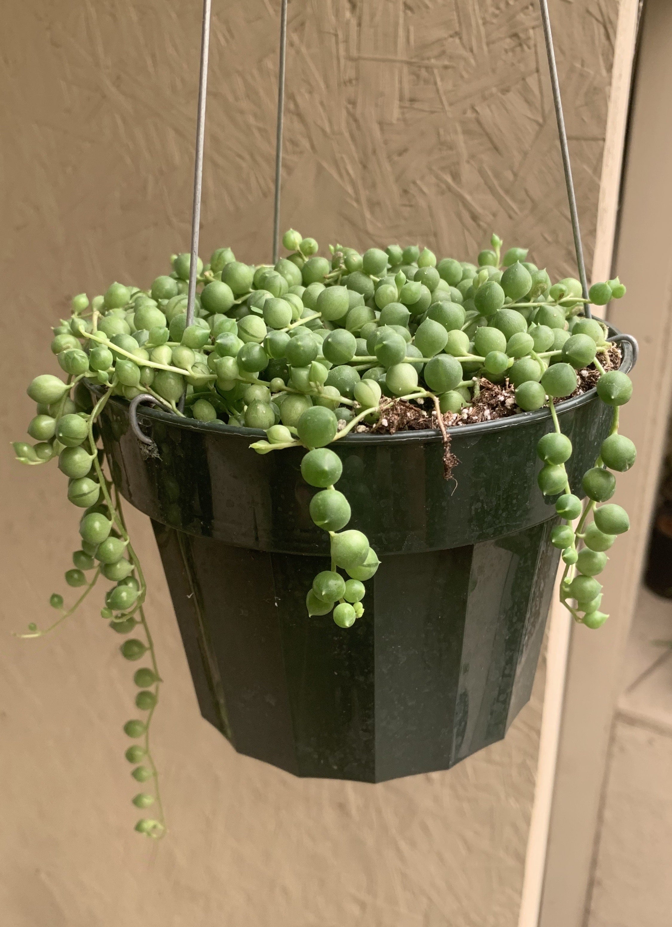 succulent string of pearls Senecio rowleyanus (String of Pearls)