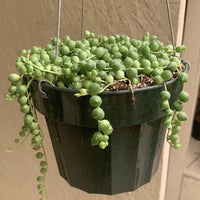 Senecio rowleyanus (String of Pearls)
