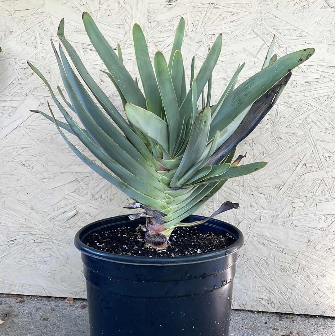 Aloe plicatilis (fan aloe)