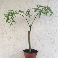Aralia Ming Gold