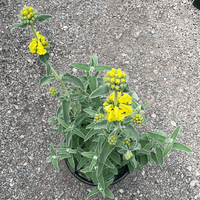 Phlomis fruticosa (Jerusalem Sage) flowers