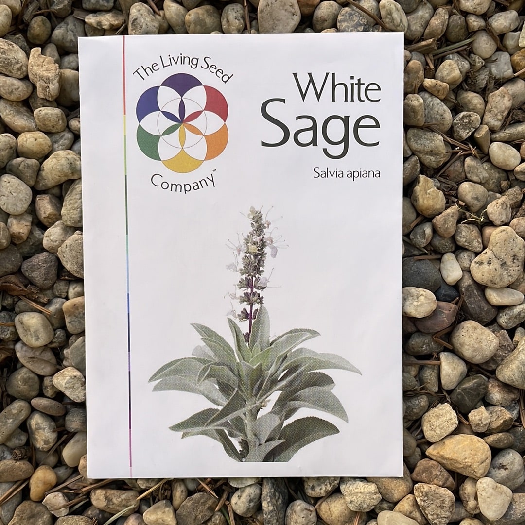 living seed plants Salvia Apiana, White Sage Seeds