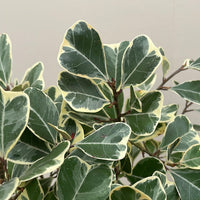 Ficus triangularis Variegated