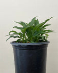 Echinacea 'Primadonna White'