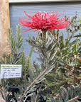 Leucospermum Blanche Ito