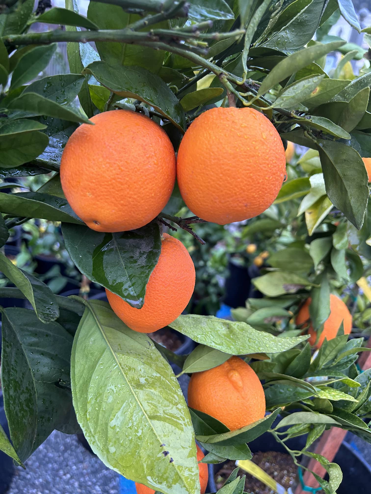 Washington Navel Semi-Dwarf Orange Tree