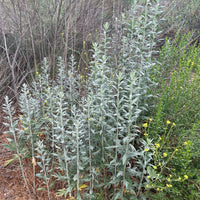 plant material shot