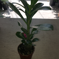 Adenium obesum (Desert Rose)