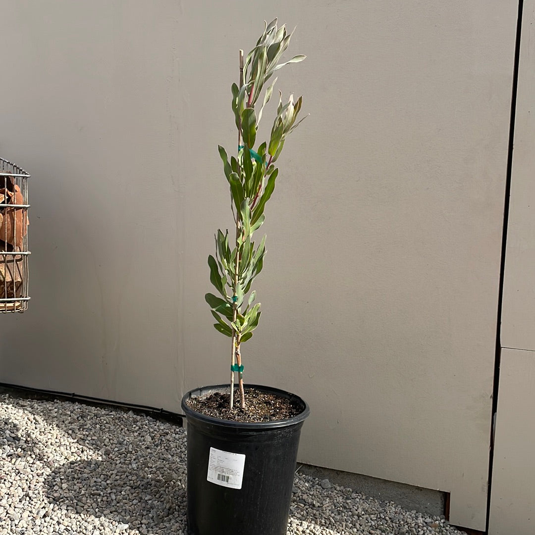 protea house plant Protea Susanne