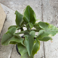 Kalanchoe beharensis 'Blue Slick'