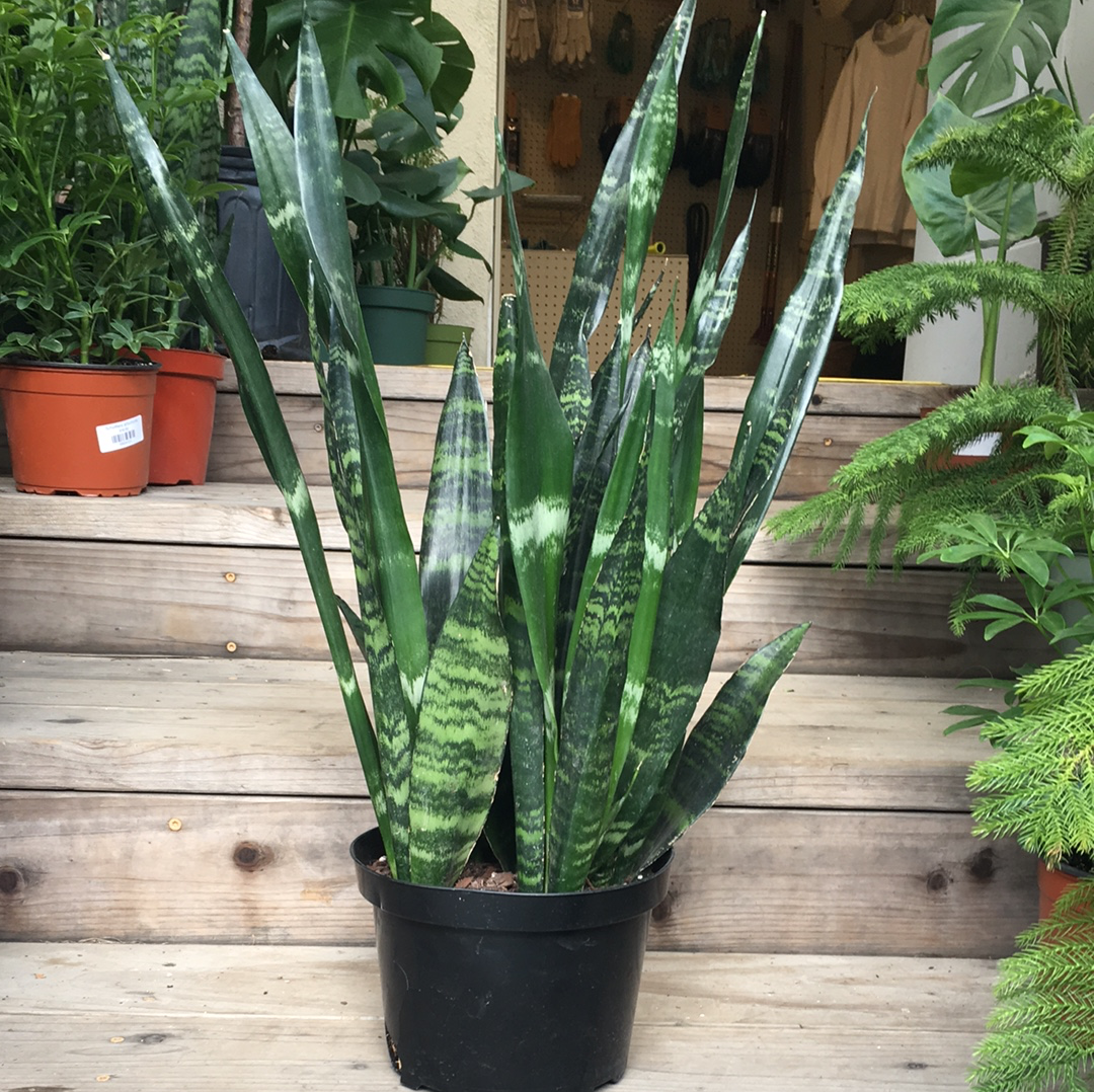 live black coral snake plant Sansevieria 'Black Coral'