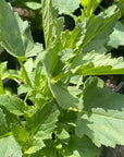 Scrophularia californica, California Figwort