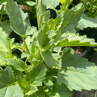 Scrophularia californica, California Figwort