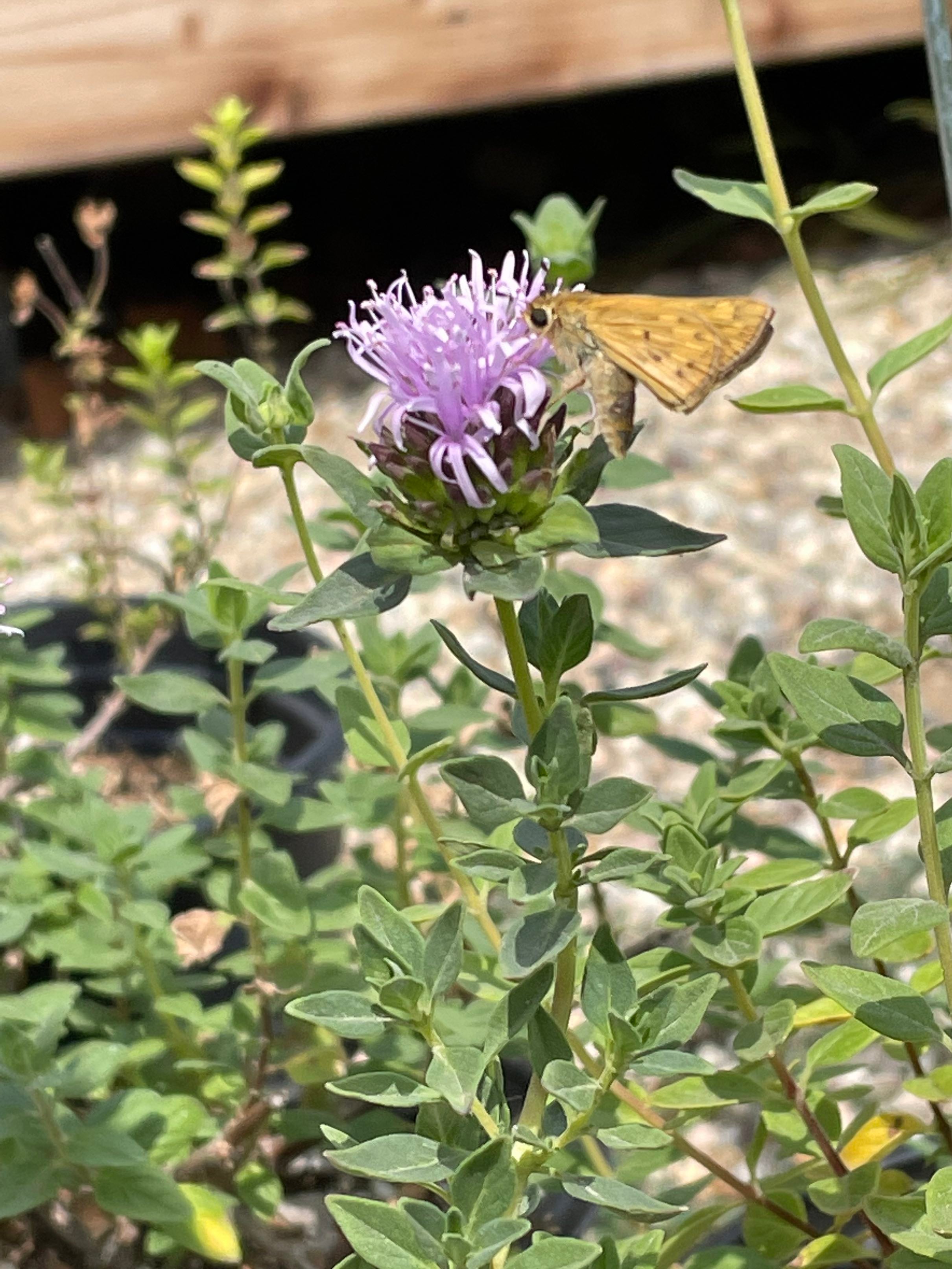 Monardella villosa (coyote mint) – Plant Material