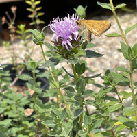 Monardella villosa (coyote mint)