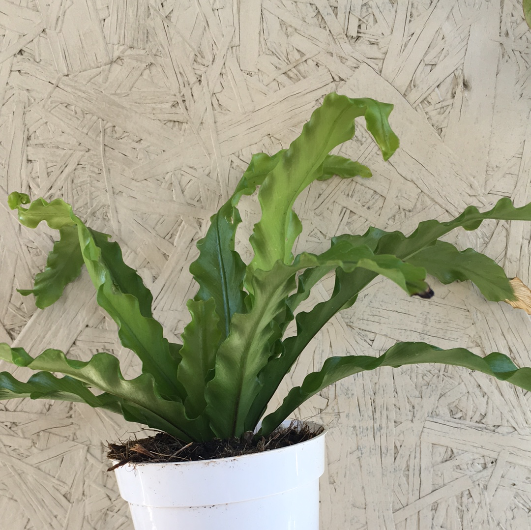 Antiquum Japanese Fern