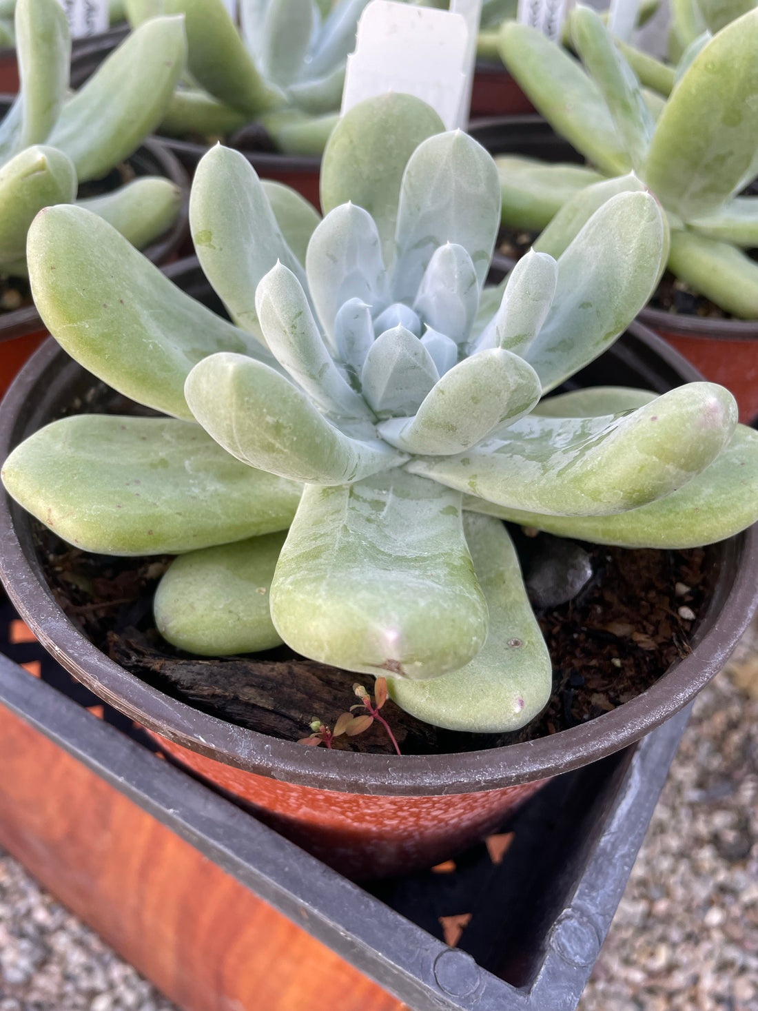 Dudleya pachyphytum