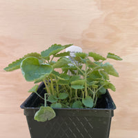 Organic Anise Hyssop