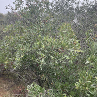 Heteromeles arbutifolia, Toyon Nature Shot by Plant Material