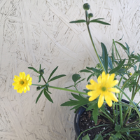 Ranunculus californicus, California Buttercup