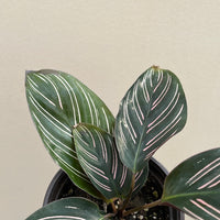 Calathea Ornata