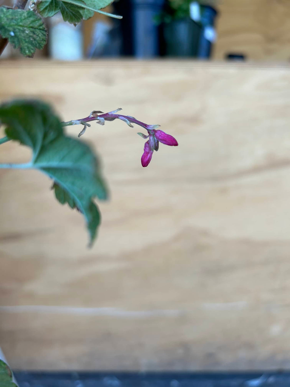 Ribes aureum var. gracillimum, Golden Currant