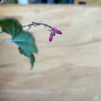 Ribes aureum var. gracillimum, Golden Currant