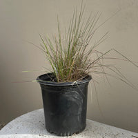 Stipa lepida, Small Flowered Needlegrass