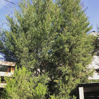 Hesperocyparis (Cupressus) forbesii, Tecate Cypressp