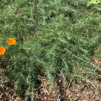 plant material shot