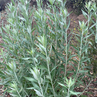 plant material shot